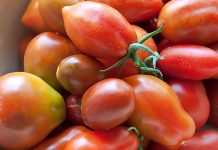 Domatja Kokërrvogël e Shalës – Karakteristikat e Varietetit të Veçantë