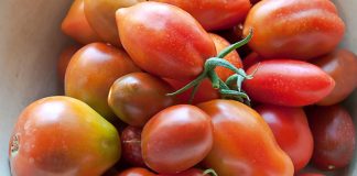 Domatja Kokërrvogël e Shalës – Karakteristikat e Varietetit të Veçantë