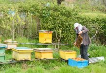 Historia e fermerit që shndërroi shtëpinë në zonë të dedikuar për bletët