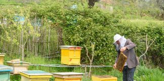 Historia e fermerit që shndërroi shtëpinë në zonë të dedikuar për bletët