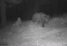 Momente të mrekullueshme të jetës së egër në Parkun e Tomorit