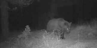 Momente të mrekullueshme të jetës së egër në Parkun e Tomorit