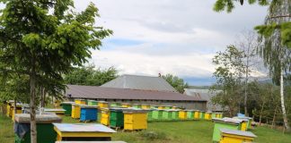 Mbështetja nga AZHBR, bletaria rriti me 64% numrin e zgjojve