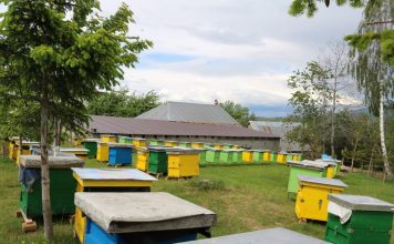 Mbështetja nga AZHBR, bletaria rriti me 64% numrin e zgjojve