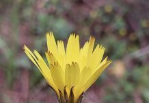 Turistët apasionohen pas bimëve endemike të Llogorasë dhe Karaburunit