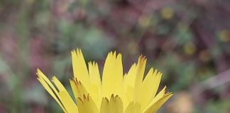 Turistët apasionohen pas bimëve endemike të Llogorasë dhe Karaburunit