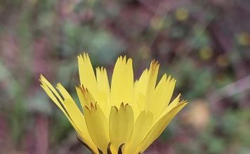 Turistët apasionohen pas bimëve endemike të Llogorasë dhe Karaburunit