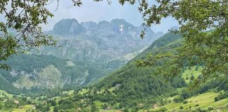 Alpet, mbi 1600 lloje bimësh në habitatet e pasura me pyje e livadhe