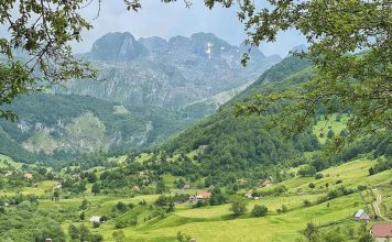 Alpet, mbi 1600 lloje bimësh në habitatet e pasura me pyje e livadhe
