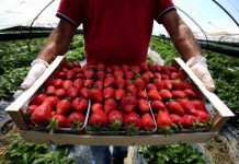 Mbështetja nga Skema Kombëtare, rritet prodhimi dhe eksporti i luleshtrydhes