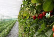 AZHBR: Kosto më të lira për 771 fermerë të luleshtrydheve