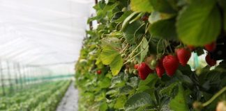 AZHBR: Kosto më të lira për 771 fermerë të luleshtrydheve