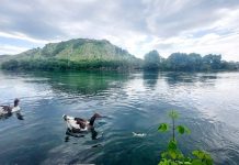 Lumi i Bunës në Shkodër