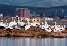 Dita kombëtare e Pelikanit Kaçurrel, një prej specieve simbol të vendit