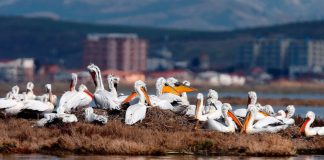 Dita kombëtare e Pelikanit Kaçurrel, një prej specieve simbol të vendit