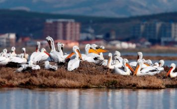 Dita kombëtare e Pelikanit Kaçurrel, një prej specieve simbol të vendit