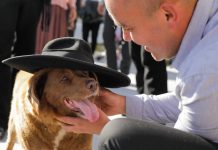 Bobi, qeni më jetëgjatë në botë, mbush 31 vjeç!