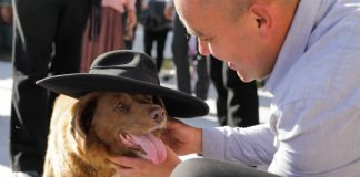 Bobi, qeni më jetëgjatë në botë, mbush 31 vjeç!