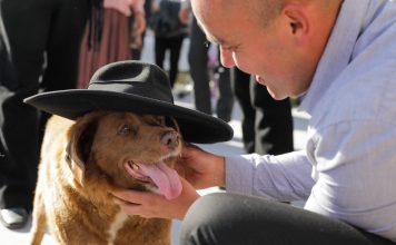 Bobi, qeni më jetëgjatë në botë, mbush 31 vjeç!