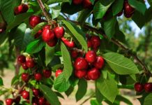 1200 Lloje Qershish në Botë – Cilat Mund të Gjeni në Treg