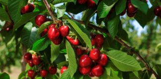 1200 Lloje Qershish në Botë – Cilat Mund të Gjeni në Treg