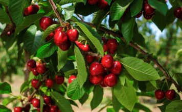 1200 Lloje Qershish në Botë – Cilat Mund të Gjeni në Treg