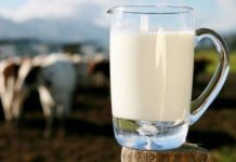 Qumështi apo Kosi – Cili Është më i Mirë për Mëngjes?