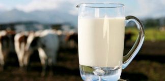 Qumështi apo Kosi – Cili Është më i Mirë për Mëngjes?