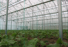 Mbështetje nga IPARD II, Fieri me 118 sipërmarrje bujqësore me standarde evropiane