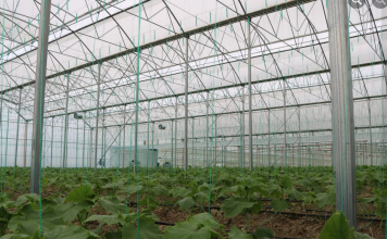 Mbështetje nga IPARD II, Fieri me 118 sipërmarrje bujqësore me standarde evropiane