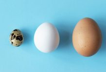 Nga Thëllëza E Deri Tek Peshku, Njihuni Më Të Gjitha Vezët Që Përdoren Në Kuzhinë