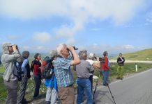 Turizmi i vrojtimit të shpendëve, vizitorët gjermanë njihen me Parkun e Prespës
