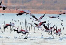 Dita Ndërkombëtare e Zogjve Shtegtarë