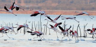 Dita Ndërkombëtare e Zogjve Shtegtarë