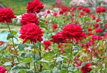 Vlerat Unike të Petaleve të Trëndafilit