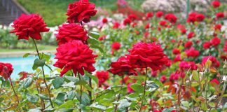 Vlerat Unike të Petaleve të Trëndafilit