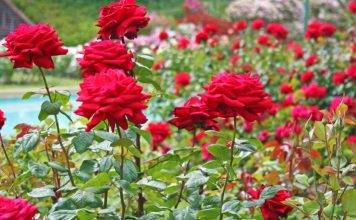 Vlerat Unike të Petaleve të Trëndafilit