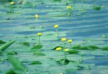 Liqeni i Degës, ndër atraksionet e shumta të zonës së Dumresë