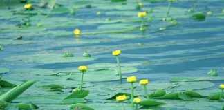 Liqeni i Degës, ndër atraksionet e shumta të zonës së Dumresë