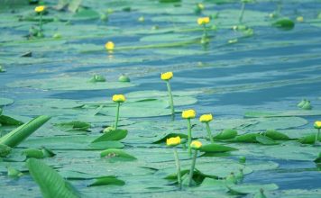 Liqeni i Degës, ndër atraksionet e shumta të zonës së Dumresë