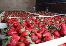 U financua nga AZHBR, pika e grumbullimit u vjen në ndihmë 500 fermerëve