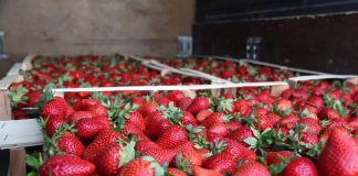 U financua nga AZHBR, pika e grumbullimit u vjen në ndihmë 500 fermerëve