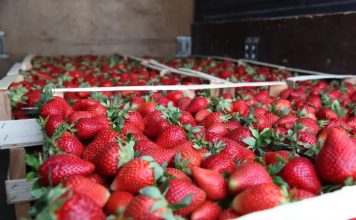 U financua nga AZHBR, pika e grumbullimit u vjen në ndihmë 500 fermerëve