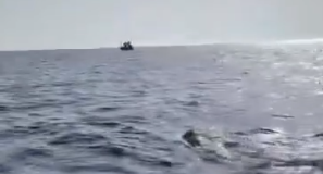 Sensacionale, 35-vjeçarja Eva Buzo noton nga Otranto drejt Vlorës