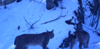 Dita Ndërkombëtare e Rrëqebullit, AKZM: Prania e tij në Shqipëri dëshmi e ekosistemeve cilësore