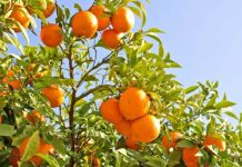 Vlora kryeson me 64% të prodhimit të agrumeve në shkallë vendi