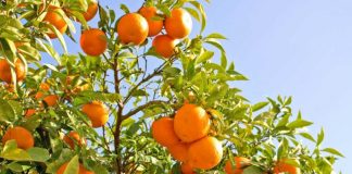 Vlora kryeson me 64% të prodhimit të agrumeve në shkallë vendi