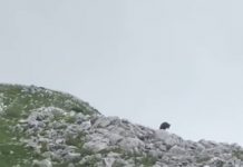 Ariu i murrmë dokumentohet në parkun natyror “Mali me gropa-Bizë-Martanesh”