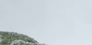 Ariu i murrmë dokumentohet në parkun natyror “Mali me gropa-Bizë-Martanesh”