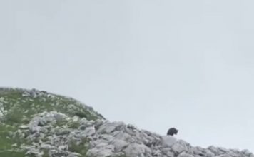 Ariu i murrmë dokumentohet në parkun natyror “Mali me gropa-Bizë-Martanesh”